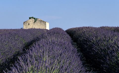 Lavender Fields Provence