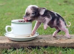 My other next pet...we could share morning coffee :)